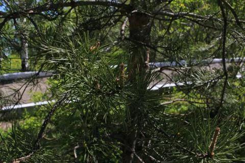 The green colours of spring Foto stock