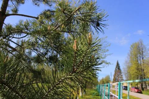 The green colours of spring Foto stock
