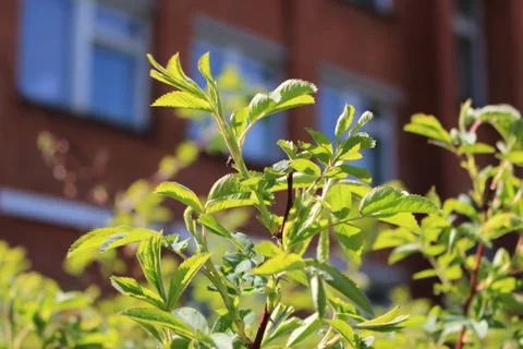 The green colours of spring Foto stock