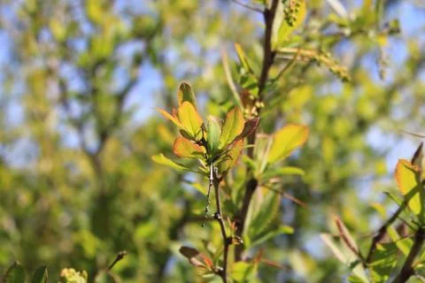 The green colours of spring Foto stock