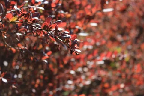 The green colours of spring Foto stock