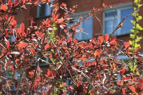 The green colours of spring Foto stock