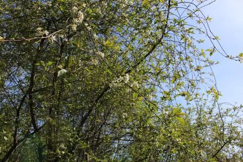 The green colours of spring Foto stock