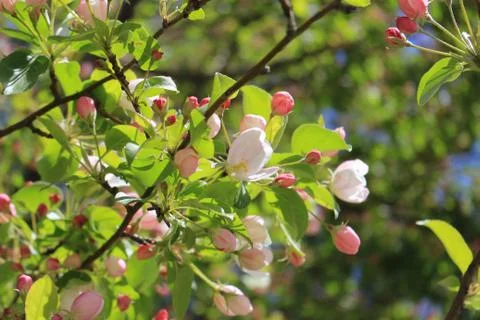 The green colours of spring Foto stock