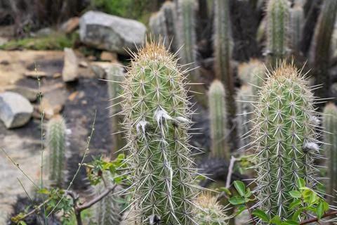 Green columnar cactus with sharp white spines in a natural desert landscape. Stock Photos