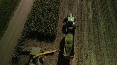 Green combine chopping corn silage in Ukraine at night Видео 298065149