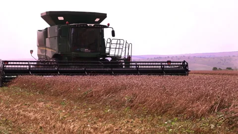 A green combine harvester in wheat field: modern, efficient technology at work. Stock Footage 314320511