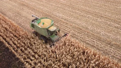 A green combine harvests corn Stock Footage 165782295