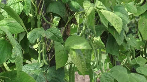 Green common beans growing on a beanstalk - medium shot Stock Footage 53377084
