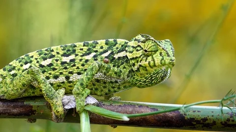 Green common chameleon Stock Footage 111730111