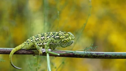 Green common chameleon Stock Footage 111733497