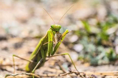 Green common mantis (mantis religious) eating prey Foto stock