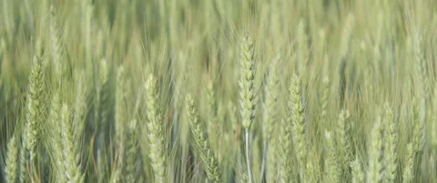 Green common wheat crops by summer 4K anamorphic video Stock Footage 312971958