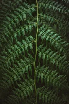 Green complex leaf of fern Stock Photos