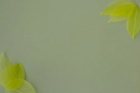 Green composition. Frame of dried leaf skeletons in the corners on a pastel Stock Photos