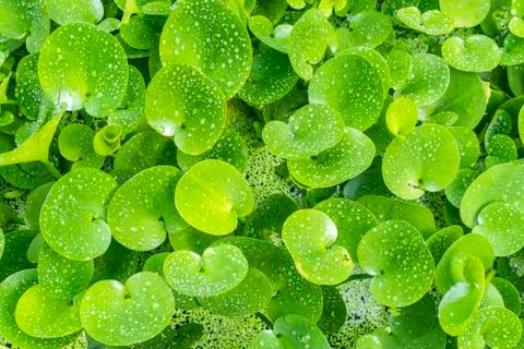 Green composition with green leafs of Eichhornia Crassipes Stock Photos