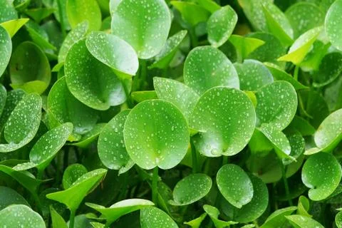 Green composition with green leafs of Eichhornia Crassipes Stock Photos