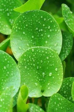 Green composition with green leafs of Eichhornia Crassipes Stock Photos