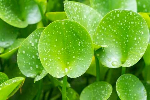 Green composition with green leafs of Eichhornia Crassipes Stock Photos
