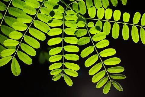Green compound leaf with light through a black background. Stock Photos