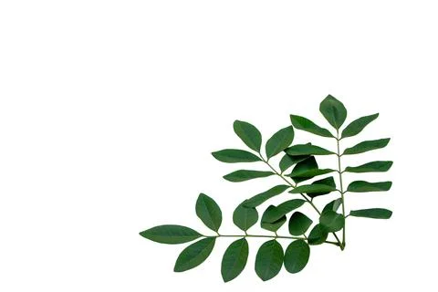 Green Compound Leaves Corner Frame Isolated on White Background Stock Photos