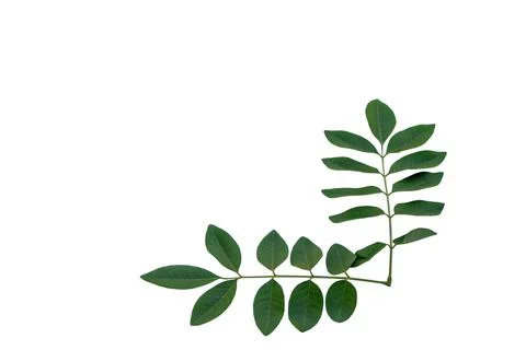 Green Compound Leaves Frame Branch Isolated on White Background Stock Photos