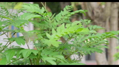 Green Compound Leaves Moving Gently in Breeze Stock Footage 331076558