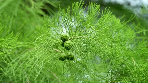 Green Cone Balls growing on trees in Shanghai 4K25p Vídeo Stock 336649889