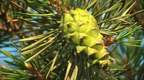 Green Cone 스톡 동영상 7765923