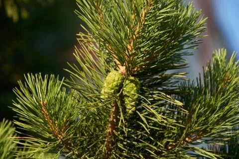 Green cones on pine tree Stock Photos