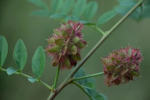 Green cones on a tree branch. Stock Photos
