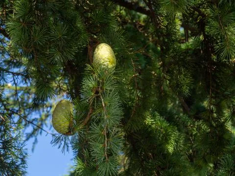 Green cones on the tree. Needles. Large immature bud. Stock Photos