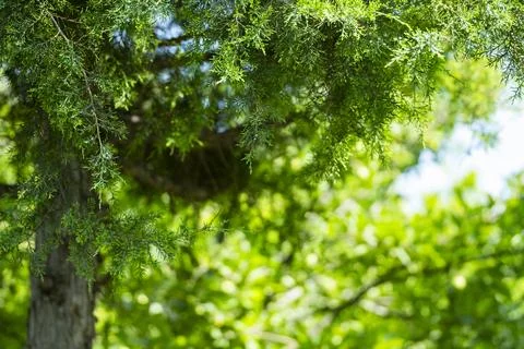 Green Conifer Branches with Soft Bokeh Natural Background Stock Photos