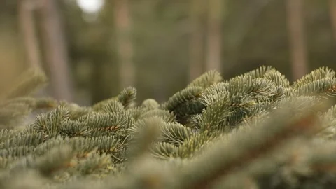 Green  conifer cone Stock Footage 327868569