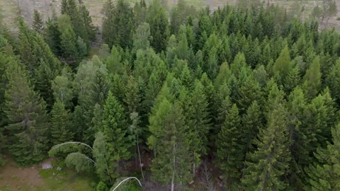Green conifer forest canopy aerial view in the Harz Germany Vídeos de archivo 341282895