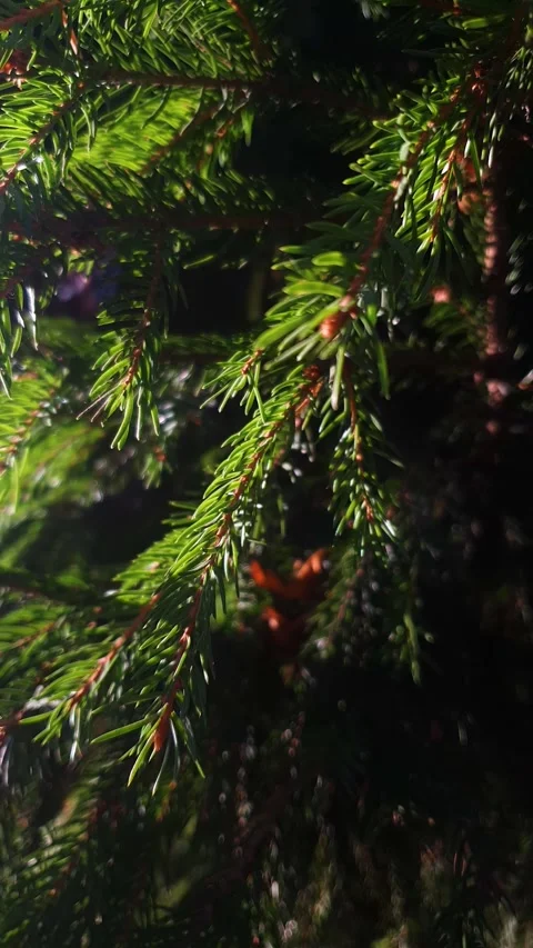 Green conifer needles on a spruce pine branch vertical. Close-up conifer branch Stock Footage 348298988