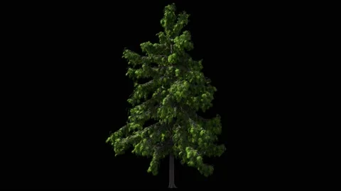 Green conifer pine or cedar tree isolated on black with alpha matte Stock Footage 146842942