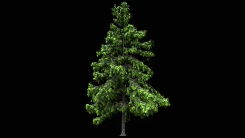 Green conifer pine or cedar tree isolated on black with luma matte Stock Footage 146842947