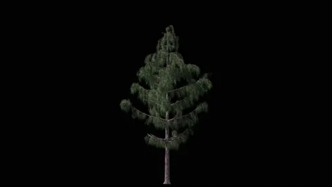 Green conifer pine or cedar tree isolated on black Stock Footage 147414329