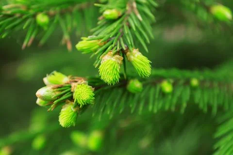 Green conifer tips close up. quality photo Stock Photos