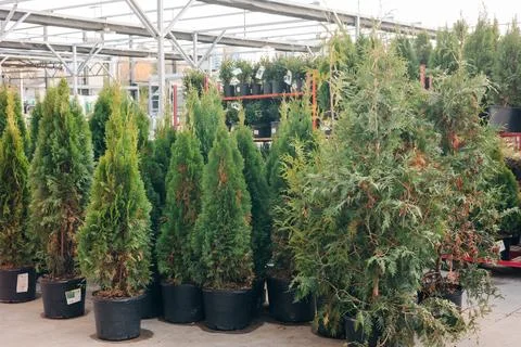 Green conifer trees in pots lined up at a nursery showcasing various sizes and Stock Photos