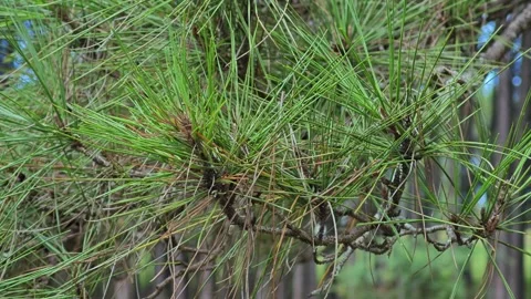 A green coniferous branch of a tree. Stock Footage 304583903