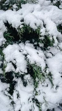 Green coniferous branches of a juniper tree heavily covered with fresh whit.. Foto stock