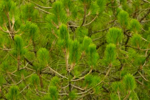 Green coniferous cedar tree branches Foto stock