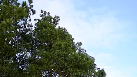 Green coniferous forest against the blue sky Vídeo Stock 237713532