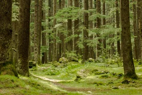 Green coniferous forest with moss Foto stock