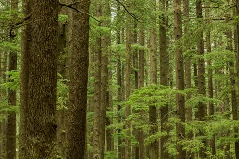 Green coniferous forest Foto stock