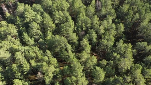 Green coniferous forest. Spring green forest of pines in the sun Vídeo Stock 127157459