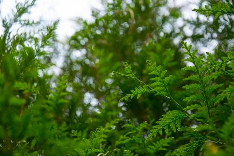 Green coniferous Foto stock