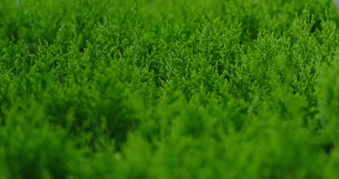 Green coniferous shrub Stock Footage 133724446
